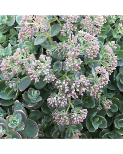 Очиток гібридний Лайм Зінгер | Sedum hybride Lime Zinger | Очиток гибридный Лайм Зингер
