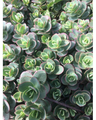 Очиток гібридний Лайм Зінгер | Sedum hybride Lime Zinger | Очиток гибридный Лайм Зингер