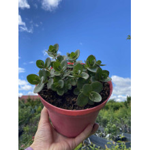 Очиток гібридний Лайм Зінгер | Sedum hybride Lime Zinger | Очиток гибридный Лайм Зингер