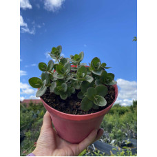 Очиток гібридний Лайм Зінгер | Sedum hybride Lime Zinger | Очиток гибридный Лайм Зингер