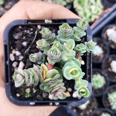 Очиток гібридний Лайм Зінгер | Sedum hybride Lime Zinger | Очиток гибридный Лайм Зингер