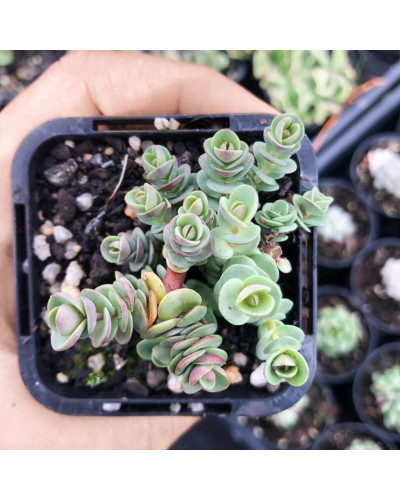 Очиток гібридний Лайм Зінгер | Sedum hybride Lime Zinger | Очиток гибридный Лайм Зингер