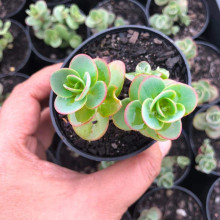 Очиток гібридний Лайм Зінгер | Sedum hybride Lime Zinger | Очиток гибридный Лайм Зингер
