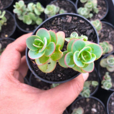 Очиток гібридний Лайм Зінгер | Sedum hybride Lime Zinger | Очиток гибридный Лайм Зингер