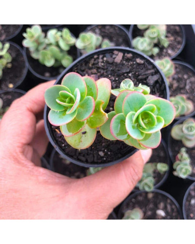 Очиток гібридний Лайм Зінгер | Sedum hybride Lime Zinger | Очиток гибридный Лайм Зингер