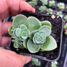 Очиток гібридний Лайм Зінгер | Sedum hybride Lime Zinger | Очиток гибридный Лайм Зингер