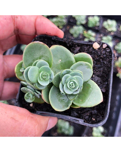 Очиток гібридний Лайм Зінгер | Sedum hybride Lime Zinger | Очиток гибридный Лайм Зингер