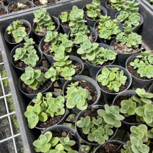 Очиток гібридний Лайм Зінгер | Sedum hybride Lime Zinger | Очиток гибридный Лайм Зингер