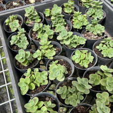 Очиток гібридний Лайм Зінгер | Sedum hybride Lime Zinger | Очиток гибридный Лайм Зингер
