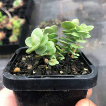 Очиток гібридний Лайм Зінгер | Sedum hybride Lime Zinger | Очиток гибридный Лайм Зингер