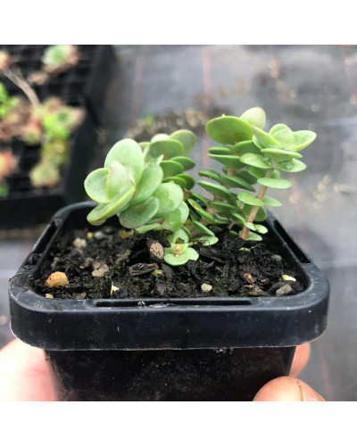 Очиток гібридний Лайм Зінгер | Sedum hybride Lime Zinger | Очиток гибридный Лайм Зингер