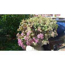 Очиток гібридний Лайм Зінгер | Sedum hybride Lime Zinger | Очиток гибридный Лайм Зингер