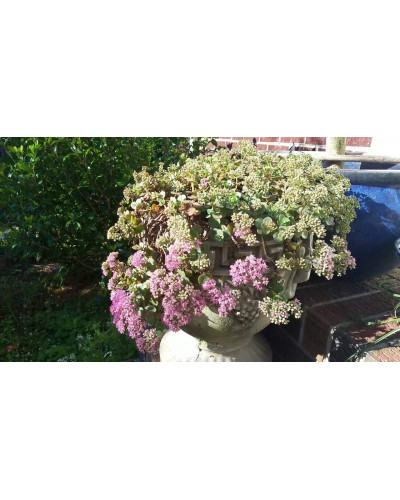 Очиток гібридний Лайм Зінгер | Sedum hybride Lime Zinger | Очиток гибридный Лайм Зингер