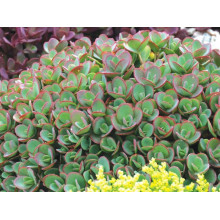 Очиток гібридний Лайм Зінгер | Sedum hybride Lime Zinger | Очиток гибридный Лайм Зингер
