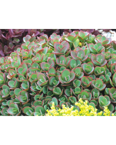 Очиток гібридний Лайм Зінгер | Sedum hybride Lime Zinger | Очиток гибридный Лайм Зингер