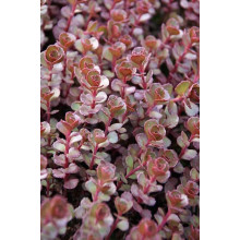 Очиток / седум помилковий Ред Карпет | Sedum spurium Red Karpet | Очиток / седум ложный Ред Карпет