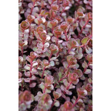 Очиток / седум помилковий Ред Карпет | Sedum spurium Red Karpet | Очиток / седум ложный Ред Карпет