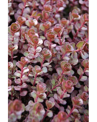 Очиток / седум помилковий Ред Карпет | Sedum spurium Red Karpet | Очиток / седум ложный Ред Карпет