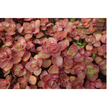 Очиток / седум помилковий Ред Карпет | Sedum spurium Red Karpet | Очиток / седум ложный Ред Карпет
