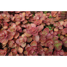 Очиток / седум помилковий Ред Карпет | Sedum spurium Red Karpet | Очиток / седум ложный Ред Карпет