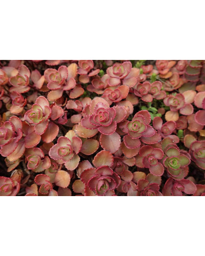 Очиток / седум помилковий Ред Карпет | Sedum spurium Red Karpet | Очиток / седум ложный Ред Карпет