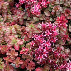 Очиток / седум помилковий Ред Карпет | Sedum spurium Red Karpet | Очиток / седум ложный Ред Карпет