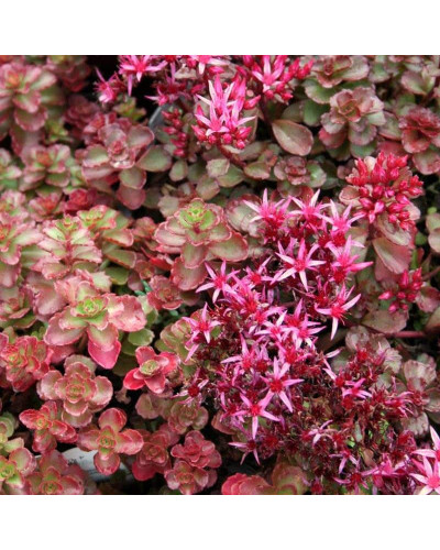 Очиток / седум помилковий Ред Карпет | Sedum spurium Red Karpet | Очиток / седум ложный Ред Карпет