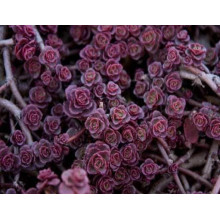 Очиток / седум помилковий Ред Карпет | Sedum spurium Red Karpet | Очиток / седум ложный Ред Карпет