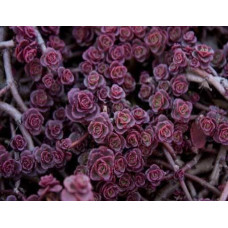 Очиток / седум помилковий Ред Карпет | Sedum spurium Red Karpet | Очиток / седум ложный Ред Карпет