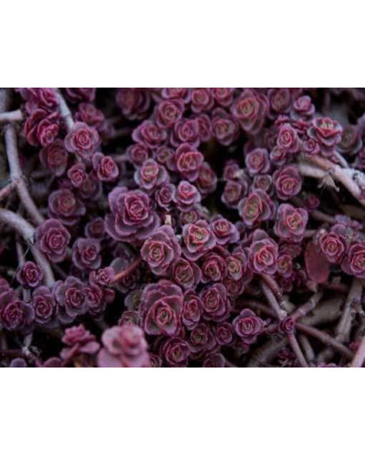 Очиток / седум помилковий Ред Карпет | Sedum spurium Red Karpet | Очиток / седум ложный Ред Карпет