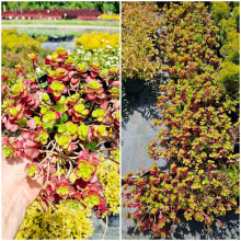 Очиток / седум помилковий Ред Карпет | Sedum spurium Red Karpet | Очиток / седум ложный Ред Карпет