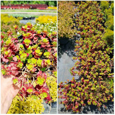 Очиток / седум помилковий Ред Карпет | Sedum spurium Red Karpet | Очиток / седум ложный Ред Карпет