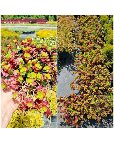 Очиток / седум помилковий Ред Карпет | Sedum spurium Red Karpet | Очиток / седум ложный Ред Карпет