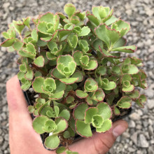 Очиток / седум помилковий Ред Карпет | Sedum spurium Red Karpet | Очиток / седум ложный Ред Карпет