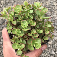 Очиток / седум помилковий Ред Карпет | Sedum spurium Red Karpet | Очиток / седум ложный Ред Карпет