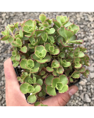 Очиток / седум помилковий Ред Карпет | Sedum spurium Red Karpet | Очиток / седум ложный Ред Карпет