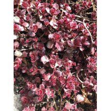 Очиток / седум помилковий Ред Карпет | Sedum spurium Red Karpet | Очиток / седум ложный Ред Карпет