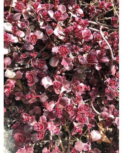 Очиток / седум помилковий Ред Карпет | Sedum spurium Red Karpet | Очиток / седум ложный Ред Карпет