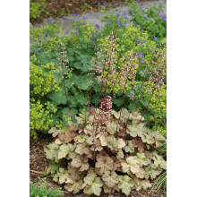 Гейхера гібридна Пінот Гріс | Heuchera hybrida Pinot Gris | Гейхера гибридная Пинот Грис