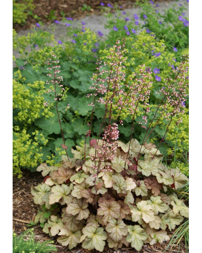 Гейхера гібридна Пінот Гріс | Heuchera hybrida Pinot Gris | Гейхера гибридная Пинот Грис
