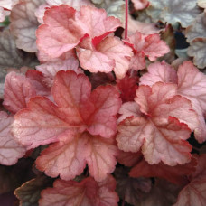Гейхера гібридна Пінот Гріс | Heuchera hybrida Pinot Gris | Гейхера гибридная Пинот Грис