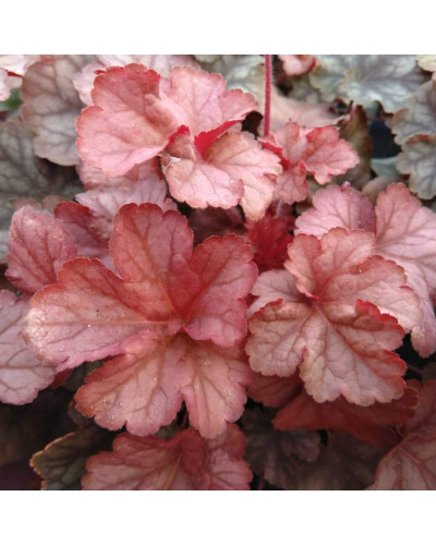 Гейхера гібридна Пінот Гріс | Heuchera hybrida Pinot Gris | Гейхера гибридная Пинот Грис
