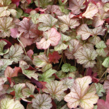 Гейхера гібридна Пінот Гріс | Heuchera hybrida Pinot Gris | Гейхера гибридная Пинот Грис