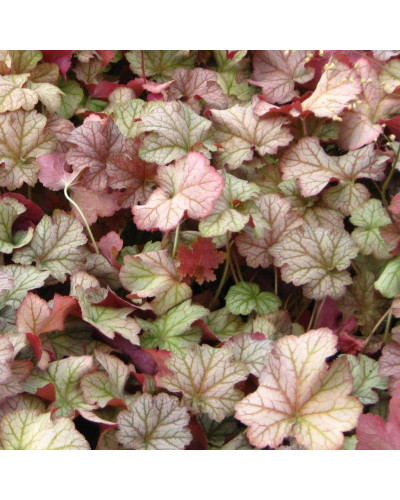 Гейхера гібридна Пінот Гріс | Heuchera hybrida Pinot Gris | Гейхера гибридная Пинот Грис