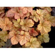 Гейхера гібридна Пінот Гріс | Heuchera hybrida Pinot Gris | Гейхера гибридная Пинот Грис