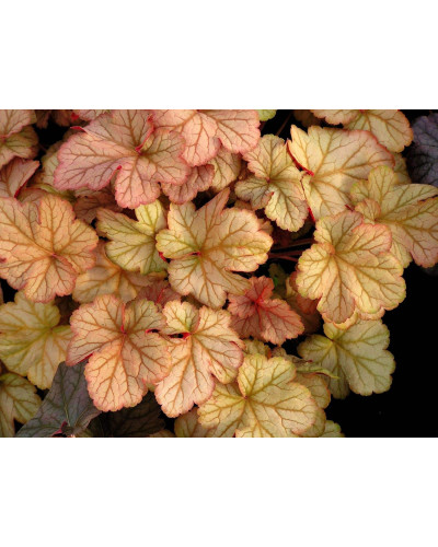 Гейхера гібридна Пінот Гріс | Heuchera hybrida Pinot Gris | Гейхера гибридная Пинот Грис
