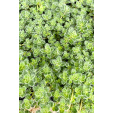 Чебрець ранній Псевдоланугіносус | Thymus praecox Pseudolanuginosus  | Тимьян ранний Псевдоланугиносус