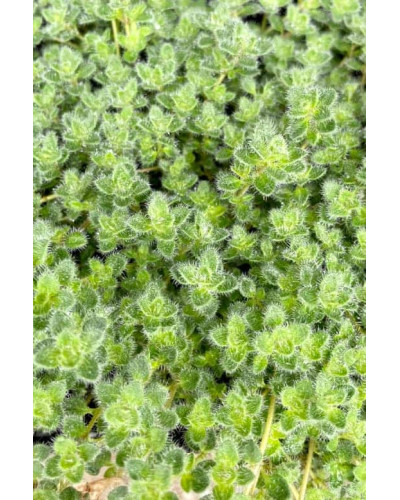 Чебрець ранній Псевдоланугіносус | Thymus praecox Pseudolanuginosus | Тимьян ранний Псевдоланугиносус