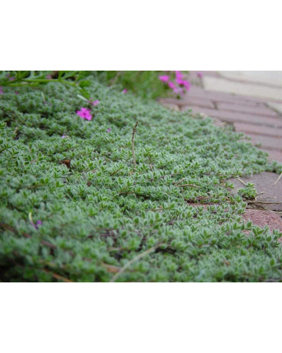 Чебрець ранній Псевдоланугіносус | Thymus praecox Pseudolanuginosus | Тимьян ранний Псевдоланугиносус