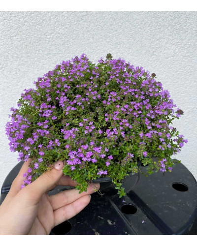 Чебрець ранній Псевдоланугіносус | Thymus praecox Pseudolanuginosus | Тимьян ранний Псевдоланугиносус